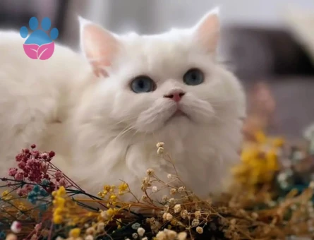 British Longhair Erkek kedimize eş arıyoruz.