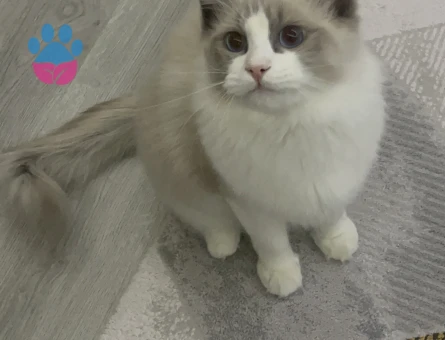 Ragdoll 1 Yaşında Eş Arıyor