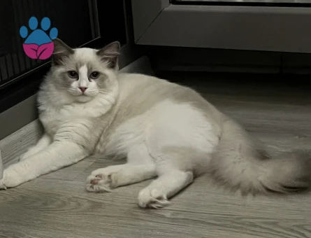 Ragdoll 1 Yaşında Eş Arıyor