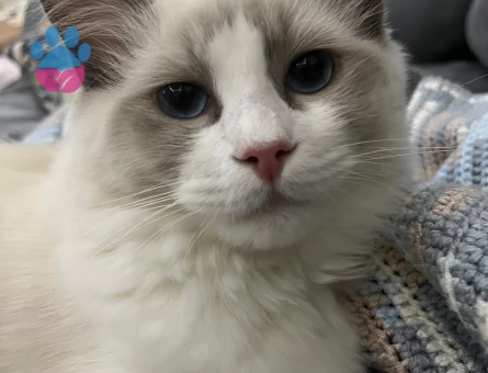 Ragdoll 1 Yaşında Eş Arıyor