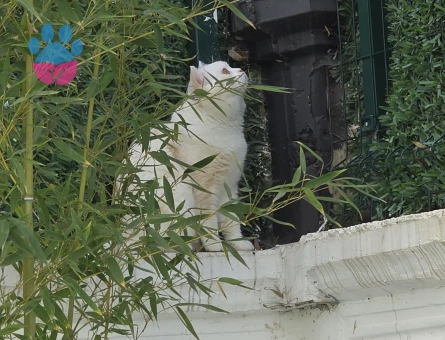 British shorthair erkek kedimize eş arıyoruz.