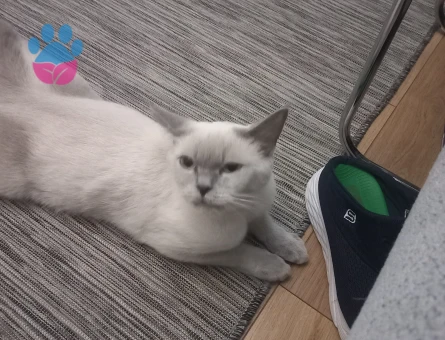 British Shorthair 1 Yaşında Eş Arıyor