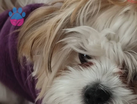 DİŞİ MORKİE KIZIM İCİN EŞ ARIYORUM