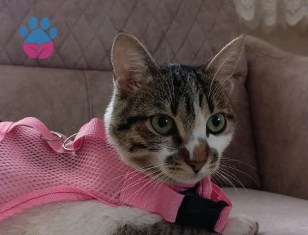 Tekir Kedim Eş Arıyor 1 Yaşında