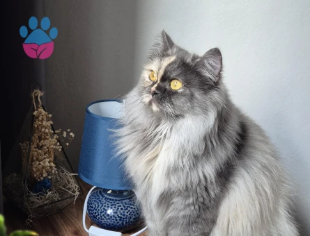 Safkan british longhair kızıma acil eş arıyorum