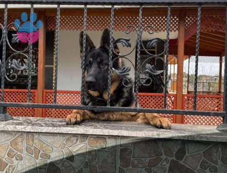 Alman Kurdu Oğluma eş arıyorum