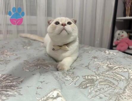 Scottish Fold 1 Yaşında Eş Arıyoruz