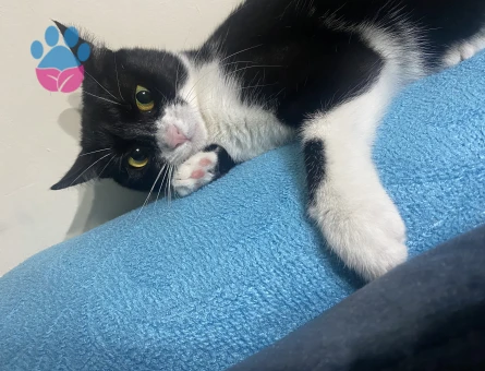 Prenses sofiamıza eş arıyoruz