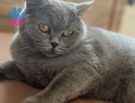 British kızımıza erkek arıyoruz