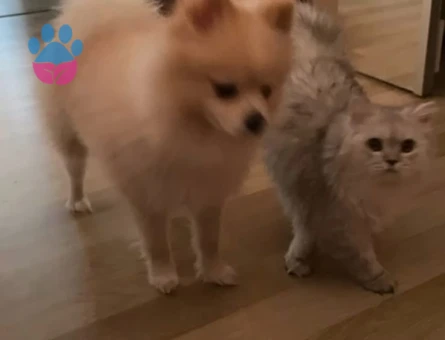 1,5 yaşında pomeryan oğlumuza eş arıyoruz