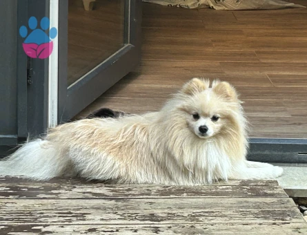 1,5 yaşında pomeryan oğlumuza eş arıyoruz