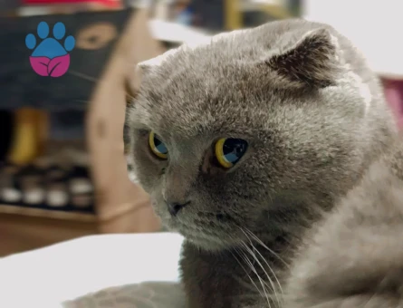 British Shorthair Dişi Kızgınlıkta