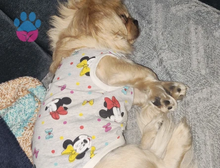 Pekinez 2 Yaşında Köpeğime Eş Arıyorum