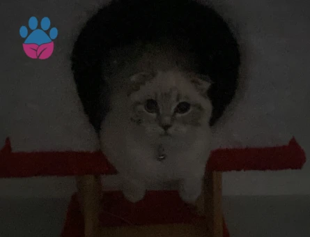 Scottısh blue point kızıma eş arıyorum