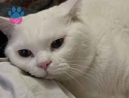 Oğlumuza Eş Arıyoruz!!!