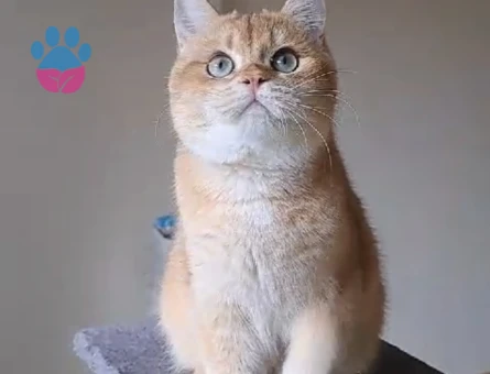 Secereli NY12 erkek eş ilanı, Florya