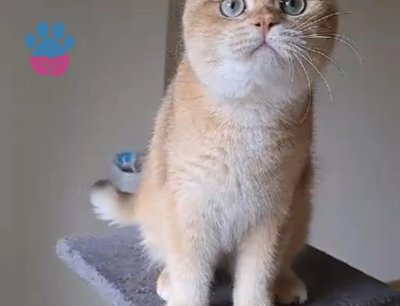 Secereli NY12 erkek eş ilanı, Florya