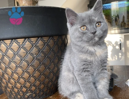 Kızıma eş arıyorum