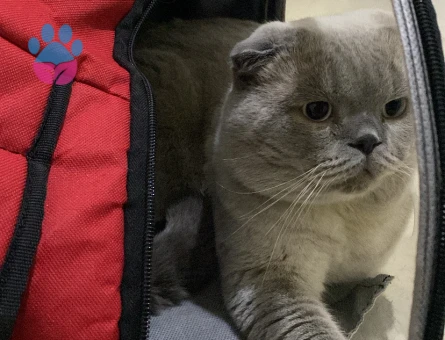 Blue Point Scottish oğlumuza eş arıyoruz