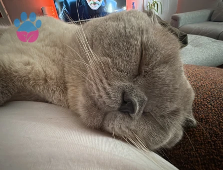 Blue Point Scottish oğlumuza eş arıyoruz