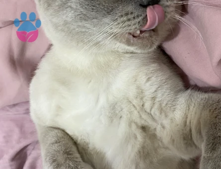 Blue Point Scottish oğlumuza eş arıyoruz