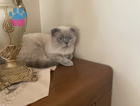 Blue Point Scottish oğlumuza eş arıyoruz