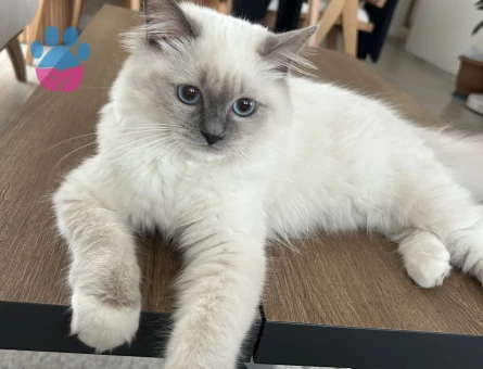 1.5 yaşında dişi ragdoll