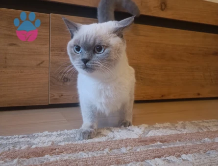 Dişi British Shorthair Blue Point kızımız Dida eş arıyor