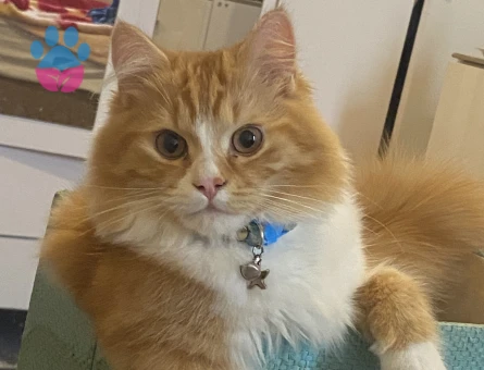 Oğlumuza dişi arkadaş arıyoruz