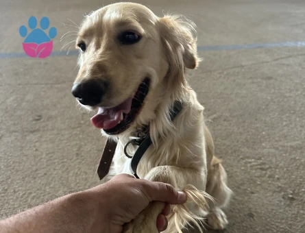 Golden Retriever 1,5 Yaşında Eş Arıyor