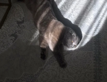 1 Yaşında Scottish Fold Paşama Eş Arıyorum - 118984015