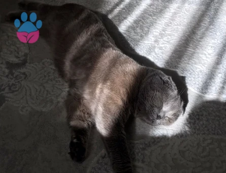 1 Yaşında Scottish Fold Paşama Eş Arıyorum