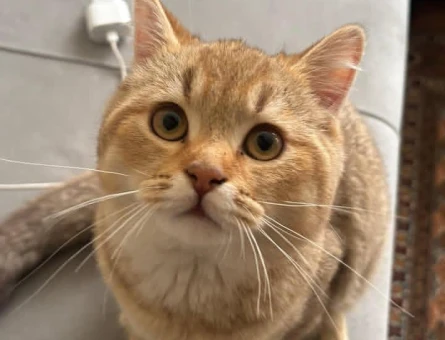 British Shorthair 1 Yaşında Kedime Eş Arıyoruz - 118984017