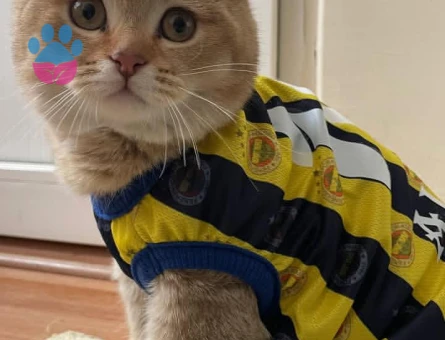 British Shorthair 1 Yaşında Kedime Eş Arıyoruz