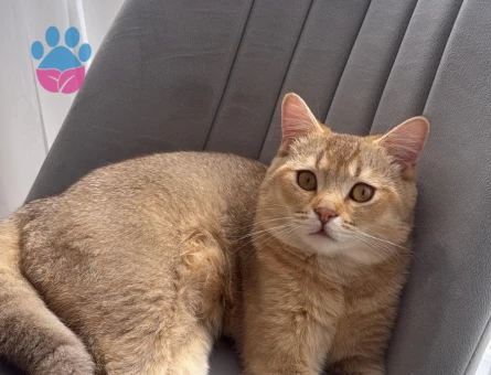 British Shorthair 1 Yaşında Kedime Eş Arıyoruz