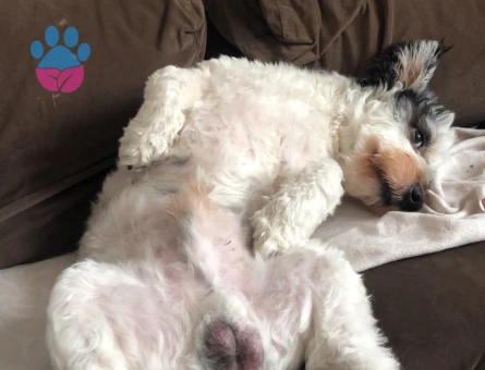 Güzel oğluşuma gelin arıyorum