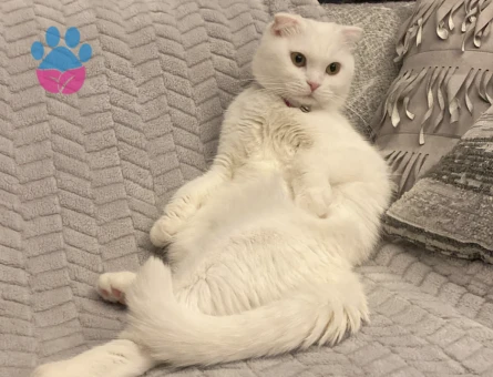 Scottish Fold Kedime British Eş Arıyorum