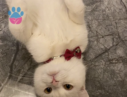 Scottish Fold Kedime British Eş Arıyorum