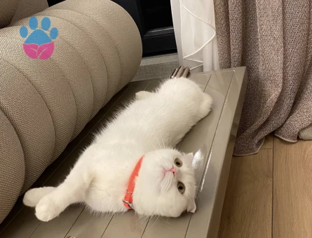 Scottish Fold Kedime British Eş Arıyorum