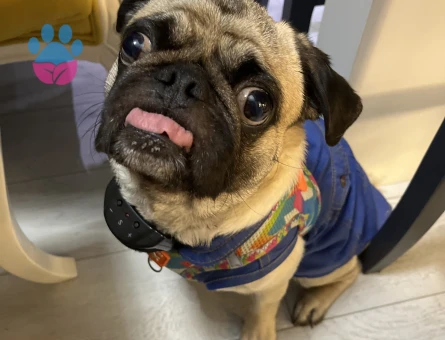 ERKEK PUG SAFKAN KÖPEĞİME KIRMA OLMAYAN DİŞİ ARIYORUM