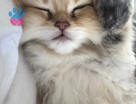 British longhair ev kedisi