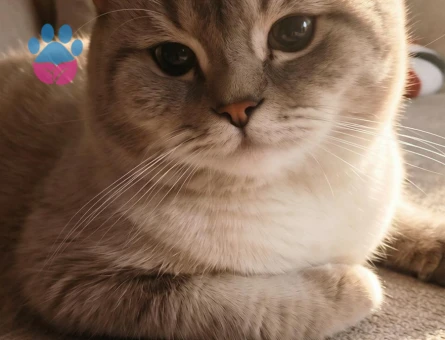 British Shorthair oğlumuza eş arıyoruz - 118984337