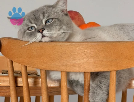 British Shorthair oğlumuza eş arıyoruz