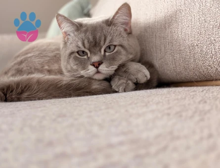 British Shorthair oğlumuza eş arıyoruz