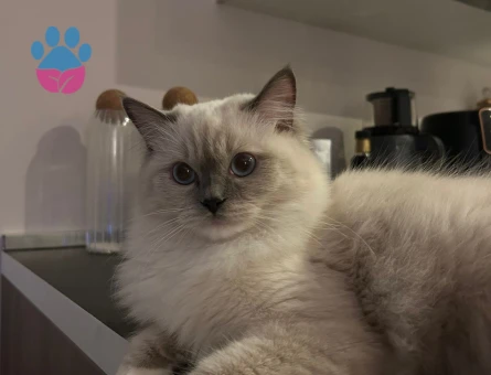 Ragdoll 2 Yaşında Kedime Eş Arıyorum - 118984338