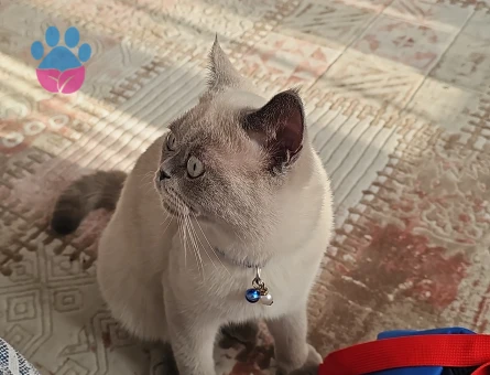British Shorthair Odin Eş Arıyor