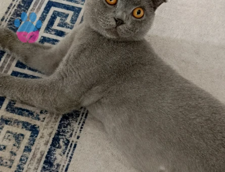 Scottish Straight Dumanımıza eş arıyoruz