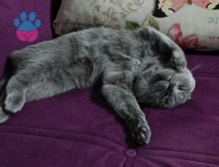 Scottish Straight Dumanımıza eş arıyoruz