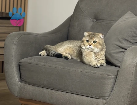 Yakişikli oglumuza gelin ariyoruz