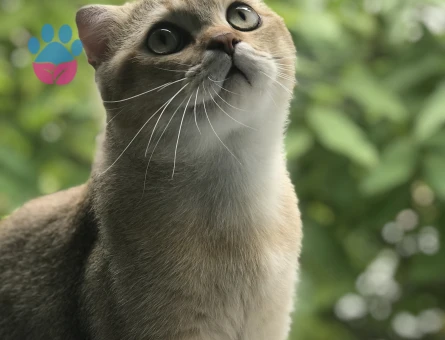 Yakişikli oglumuza gelin ariyoruz